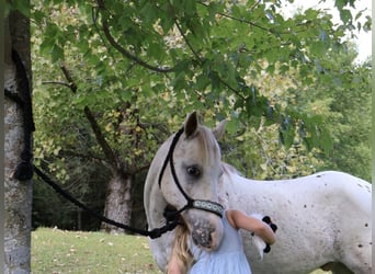 Pony of the Americas, Wallach, 14 Jahre, 122 cm