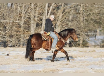 Pony of the Americas, Wallach, 14 Jahre, 142 cm, Rotfuchs