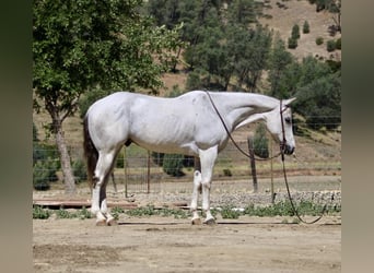 Pony of the Americas, Wallach, 14 Jahre, 152 cm, Schimmel