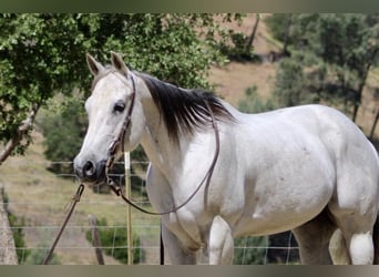 Pony of the Americas, Wallach, 14 Jahre, 152 cm, Schimmel