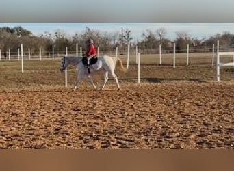 Pony of the Americas, Wallach, 15 Jahre, 147 cm
