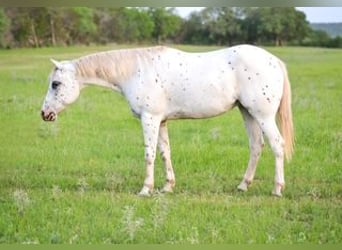 Pony of the Americas, Wallach, 15 Jahre, 147 cm