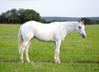 Pony of the Americas, Wallach, 15 Jahre, 147 cm