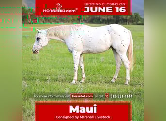 Pony of the Americas, Wallach, 15 Jahre, 147 cm