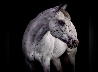 Pony of the Americas, Wallach, 15 Jahre, 147 cm