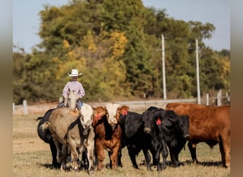 Pony of the Americas, Wallach, 16 Jahre, 124 cm, Champagne