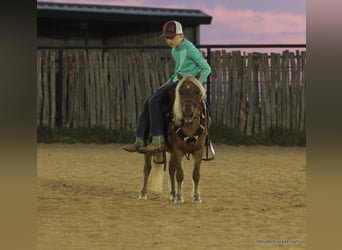 Pony of the Americas, Wallach, 17 Jahre, 99 cm, Dunkelfuchs