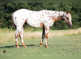 Pony of the Americas, Wallach, 1 Jahr, 130 cm, Dunkelfuchs