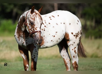 Pony of the Americas, Wallach, 1 Jahr, 130 cm, Dunkelfuchs
