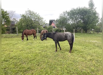 Pony of the Americas, Wallach, 3 Jahre, 140 cm, Tigerschecke