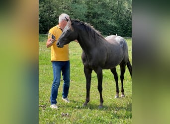 Pony of the Americas, Wallach, 3 Jahre, 140 cm, Tigerschecke