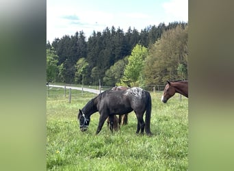 Pony of the Americas, Wallach, 3 Jahre, 140 cm, Tigerschecke