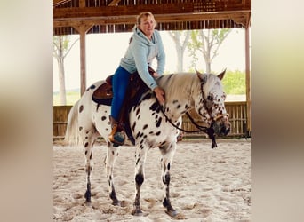 Pony of the Americas, Wallach, 3 Jahre, 142 cm, Tigerschecke
