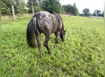 Pony of the Americas, Wallach, 3 Jahre, 142 cm, Tigerschecke