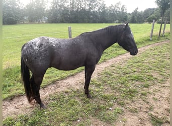 Pony of the Americas, Wallach, 3 Jahre, 142 cm, Tigerschecke