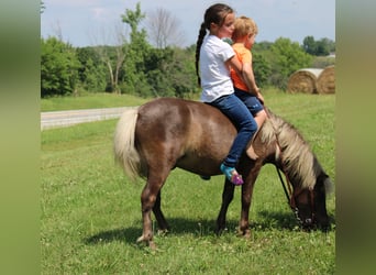 Pony of the Americas, Wallach, 4 Jahre, 102 cm, Hellbrauner
