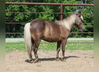 Pony of the Americas, Wallach, 4 Jahre, 102 cm, Hellbrauner