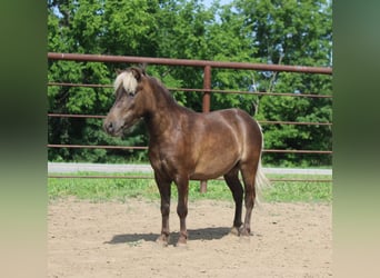 Pony of the Americas, Wallach, 4 Jahre, 102 cm, Hellbrauner