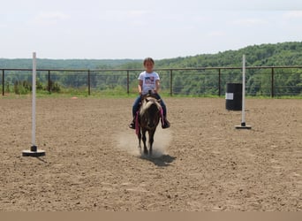 Pony of the Americas, Wallach, 4 Jahre, 102 cm, Hellbrauner