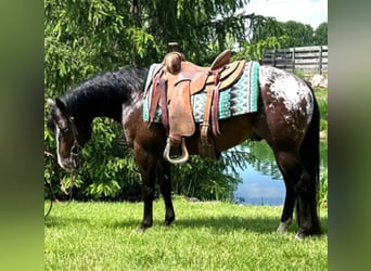 Pony of the Americas, Wallach, 4 Jahre, 135 cm, Rotbrauner
