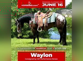 Pony of the Americas, Wallach, 4 Jahre, 135 cm, Rotbrauner