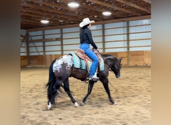 Pony of the Americas, Wallach, 4 Jahre, 135 cm, Rotbrauner