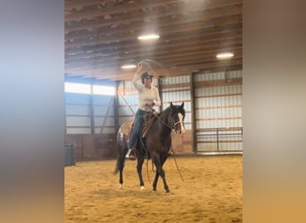 Pony of the Americas, Wallach, 4 Jahre, 135 cm, Rotbrauner