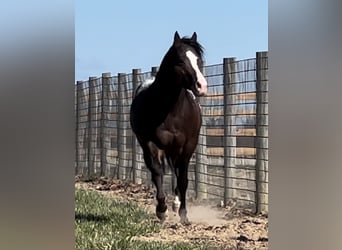 Pony of the Americas, Wallach, 4 Jahre, 135 cm, Rotbrauner