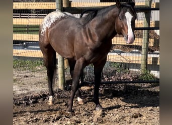 Pony of the Americas, Wallach, 4 Jahre, 135 cm, Rotbrauner