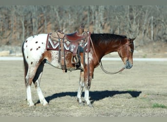 Pony of the Americas Mix, Wallach, 4 Jahre, 145 cm