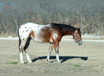 Pony of the Americas Mix, Wallach, 4 Jahre, 145 cm