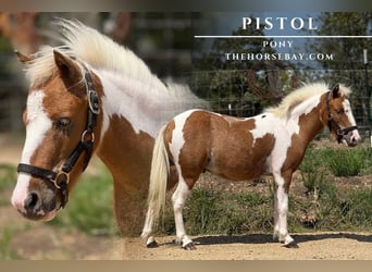 Pony of the Americas, Wallach, 4 Jahre, 91 cm, Rotfuchs