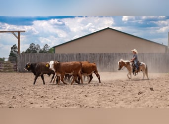 Pony of the Americas Mix, Wallach, 4 Jahre, Schecke