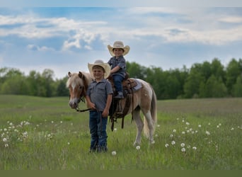 Pony of the Americas Mix, Wallach, 4 Jahre, Schecke