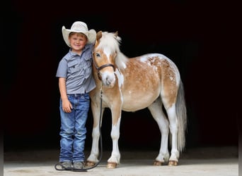 Pony of the Americas Mix, Wallach, 4 Jahre, Schecke