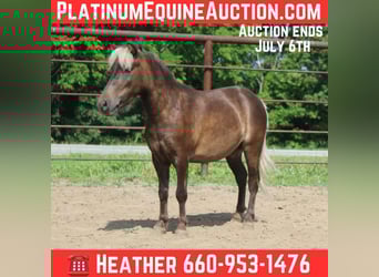 Pony of the Americas, Wallach, 5 Jahre, 102 cm, Hellbrauner