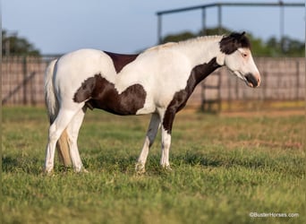 Pony of the Americas, Wallach, 5 Jahre, 109 cm, Tobiano-alle-Farben
