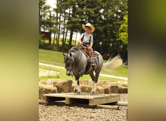 Pony of the Americas, Wallach, 5 Jahre, 114 cm, Schimmel