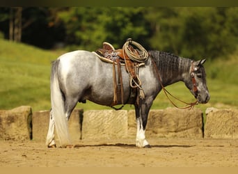Pony of the Americas, Wallach, 5 Jahre, 114 cm, Schimmel