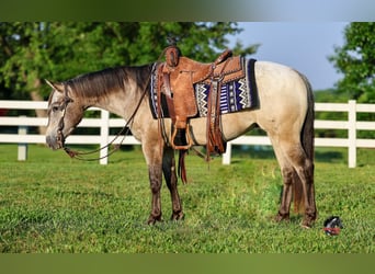 Pony of the Americas, Wallach, 5 Jahre, 132 cm, Buckskin