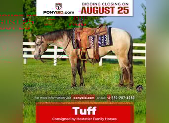 Pony of the Americas, Wallach, 5 Jahre, 132 cm, Buckskin