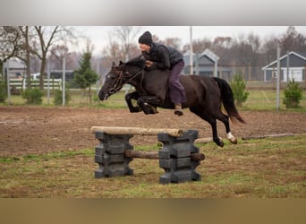 Pony of the Americas, Wallach, 5 Jahre, 140 cm, Rappe