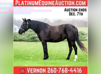 Pony of the Americas, Wallach, 5 Jahre, 140 cm, Rappe