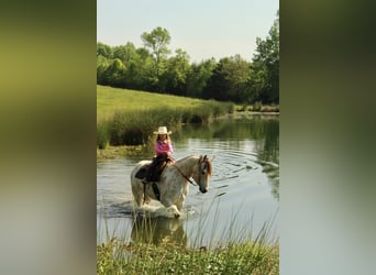 Pony of the Americas, Wallach, 5 Jahre, 142 cm, Buckskin