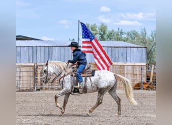 Pony of the Americas, Wallach, 5 Jahre, 142 cm