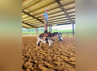 Pony of the Americas, Wallach, 5 Jahre, 99 cm, Buckskin