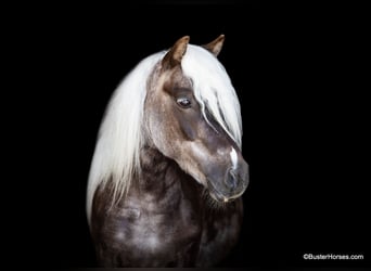 Pony of the Americas, Wallach, 5 Jahre, 99 cm, Rotbrauner