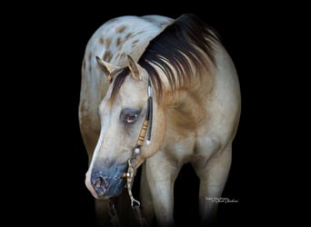 Pony of the Americas, Wallach, 5 Jahre, Buckskin