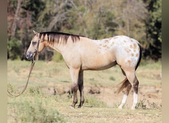 Pony of the Americas, Wallach, 5 Jahre, Buckskin