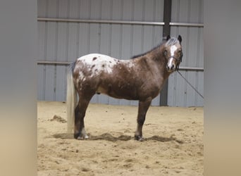 Pony of the Americas, Wallach, 6 Jahre, 112 cm